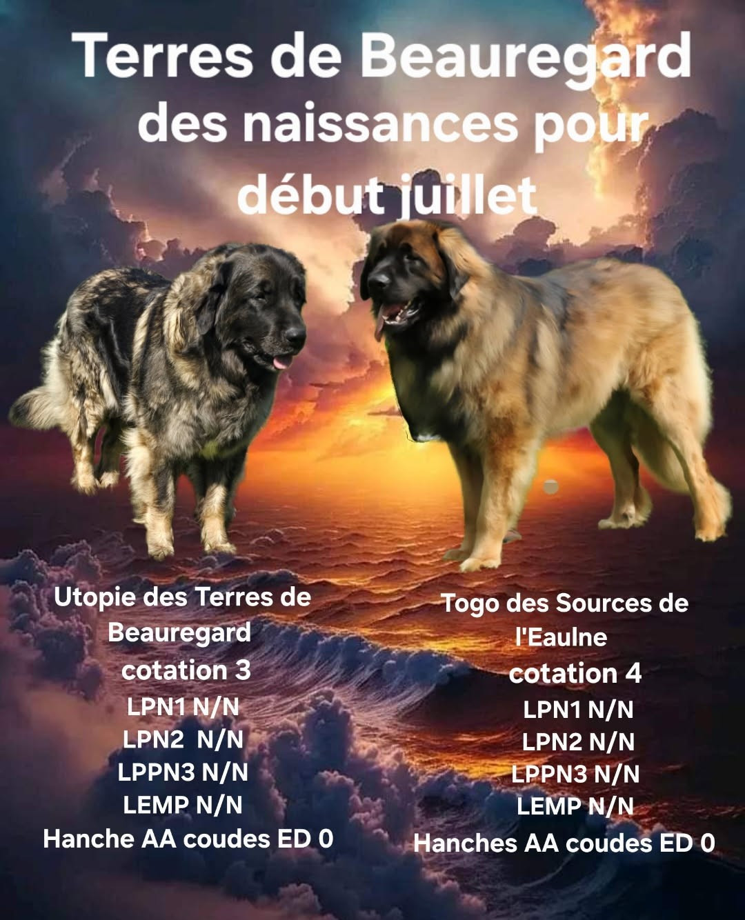 Portée Utopie x Togo